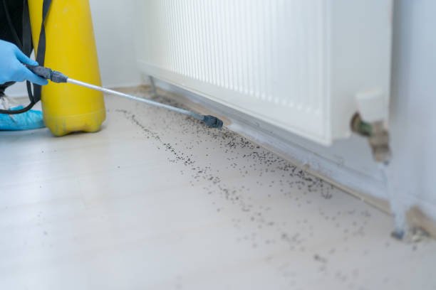Pest Control SEO Services: How Local SEO Helps Pest Control Companies Grow