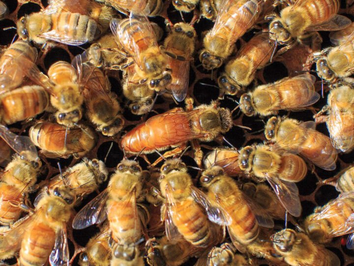 Buy Bees Online AU | Premium Honey Bees for Australian Hives