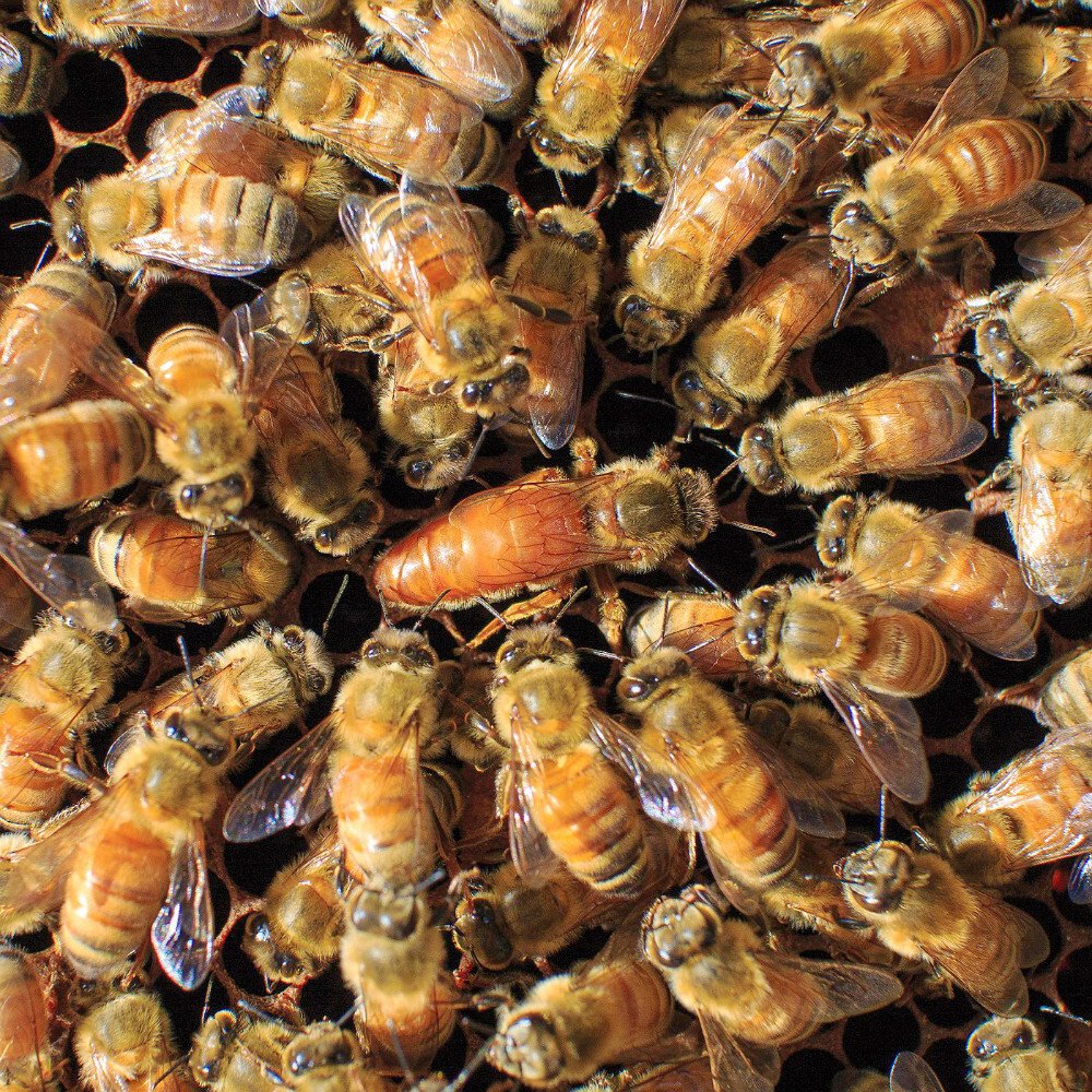 Buy Bees Online AU | Premium Honey Bees for Australian Hives