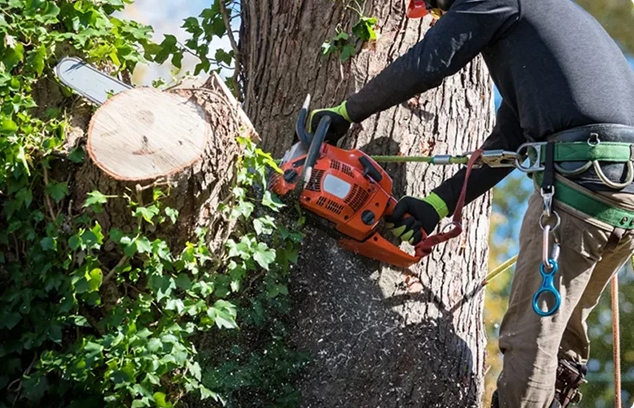 Trees by Forrest | Tree Cutting Service for Safer and Better-Maintained Properties