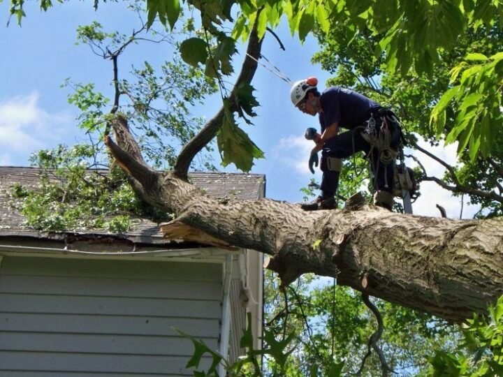 Safe and Reliable Tree Care: A Complete Guide for Florida Property Owners