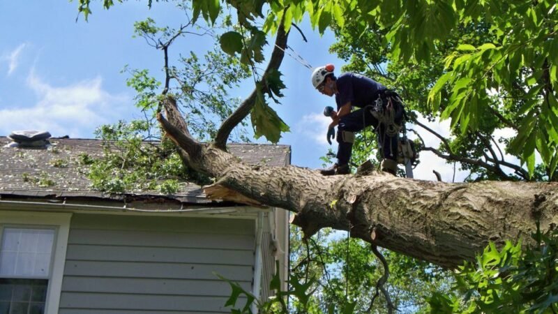 Safe and Reliable Tree Care: A Complete Guide for Florida Property Owners