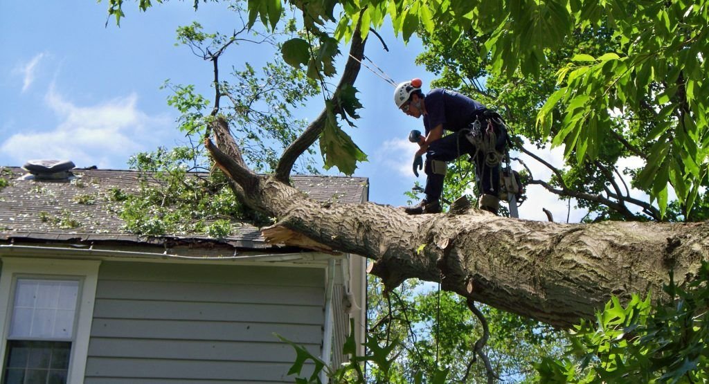 Safe and Reliable Tree Care: A Complete Guide for Florida Property Owners