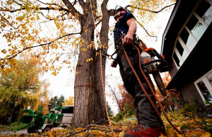 Professional Tree Pruning Knightdale NC, Dangerous Tree Removal Knightdale NC – Tree M Removal, LLC